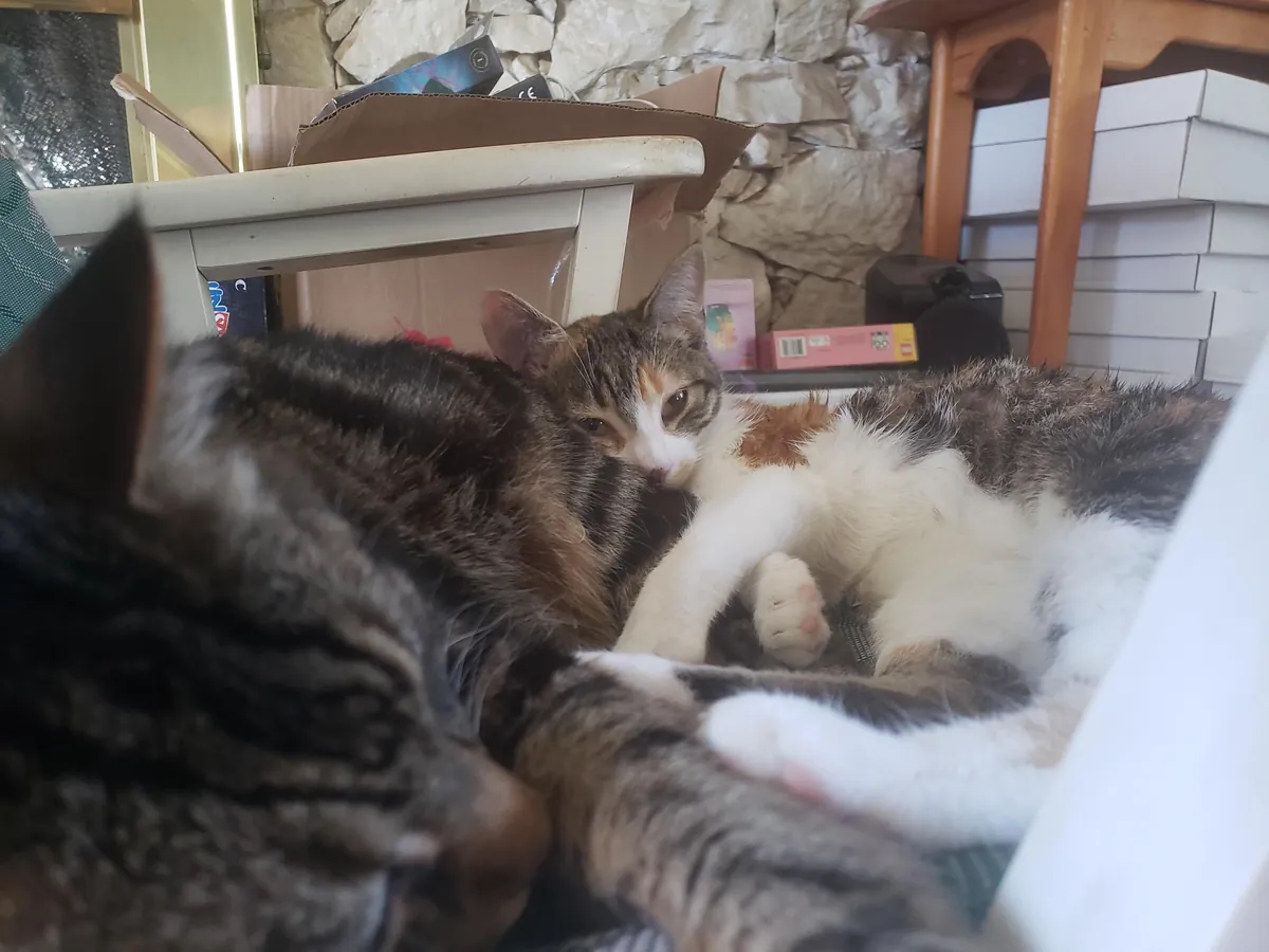My senior cat has bonded with the new kitten and it’s the most adorable thing