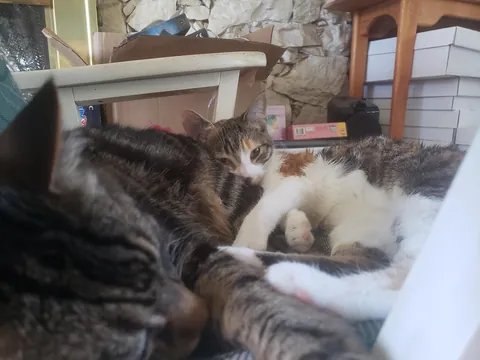 My senior cat has bonded with the new kitten and it’s the most adorable thing