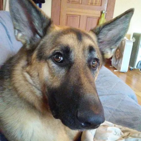 This guy followed my wife and son home from the park. he had a chip and we found the owner lived 25 miles away from us. We returned him and the next day we received a call from the owner asking us if we wanted to keep him. Reddit meet Boomer. :)