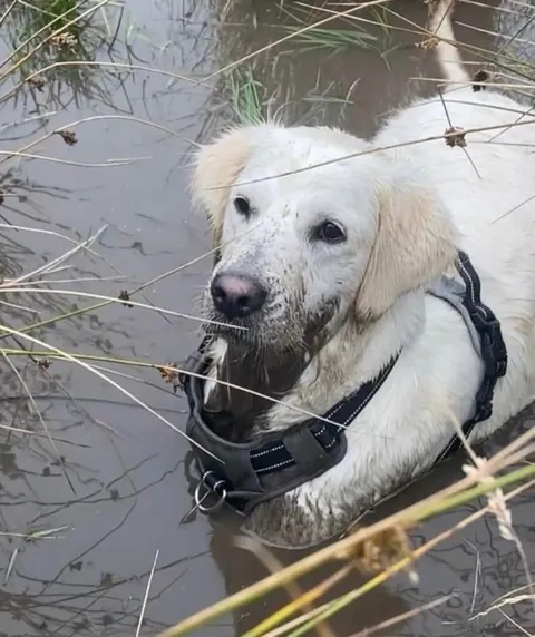 Watch my golden ika grow 💗