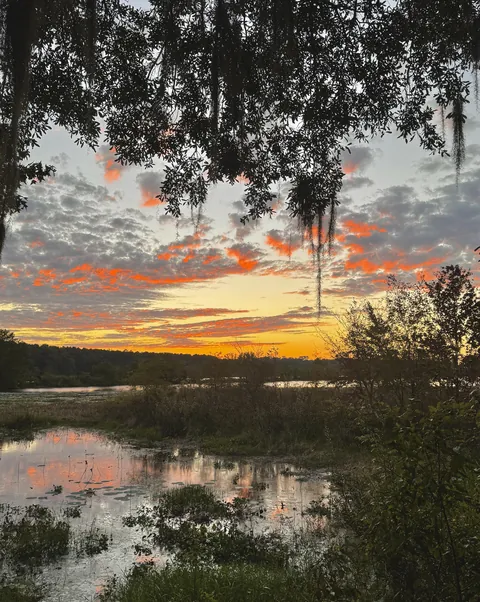 🔥Golden hour in the swamp