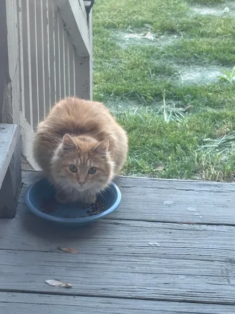 Took in a feral and now I'm caring for a litter of Kittens