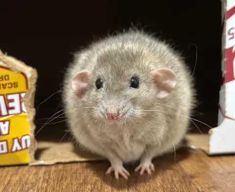 President Link would’ve been 3 today 💔