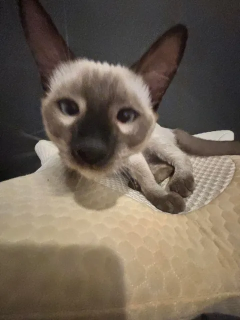 He was left in the toaster a little too long.