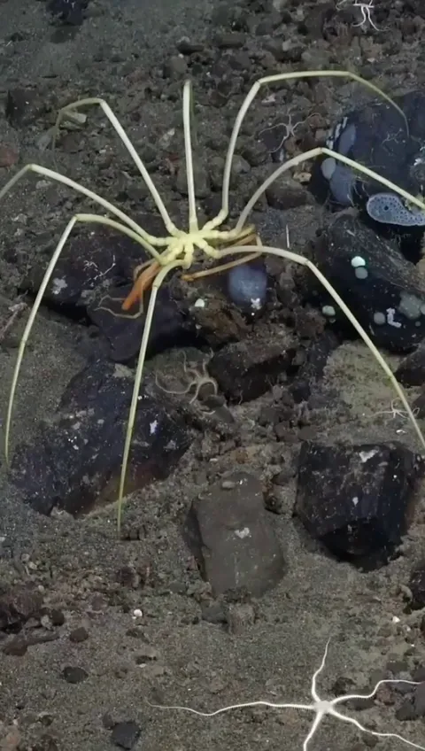🔥Pycnogonid, distant cousin of the land spider, it lacks lungs and breathes through its exoskeleton.