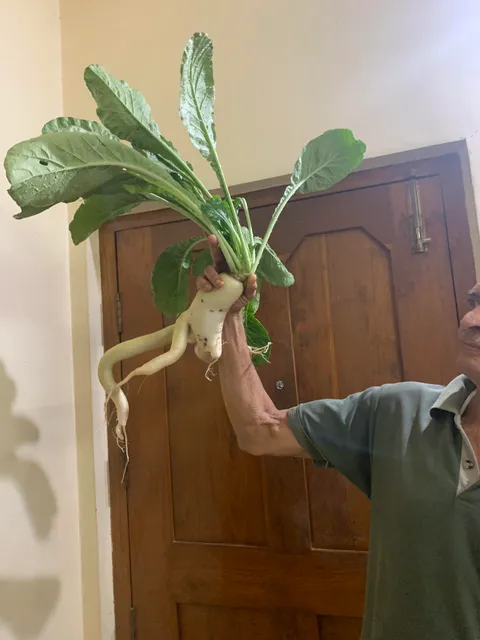 My dad asked me to put it on Reddit. It’s his first radish :)