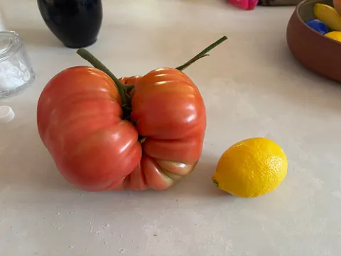 I picked a 3.46 pound tomato from my home garden today!