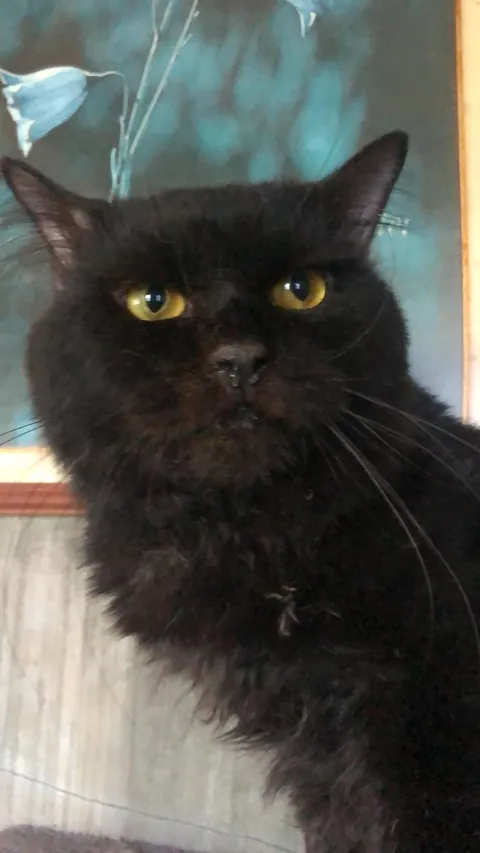 I lost my buddy a week ago.