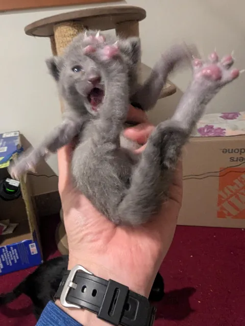 The foster agency needed a photo of the grey kitten.