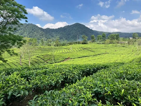 My favourite pics from 3 weeks backpacking through Indonesia last summer