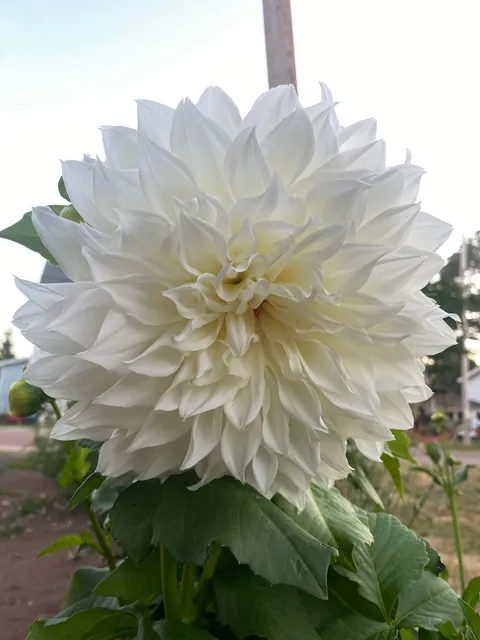 My dahlias are in full bloom