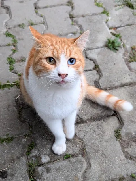 Cat with heterochromia. Ran up to me at the bus stop, rural Türkiye.