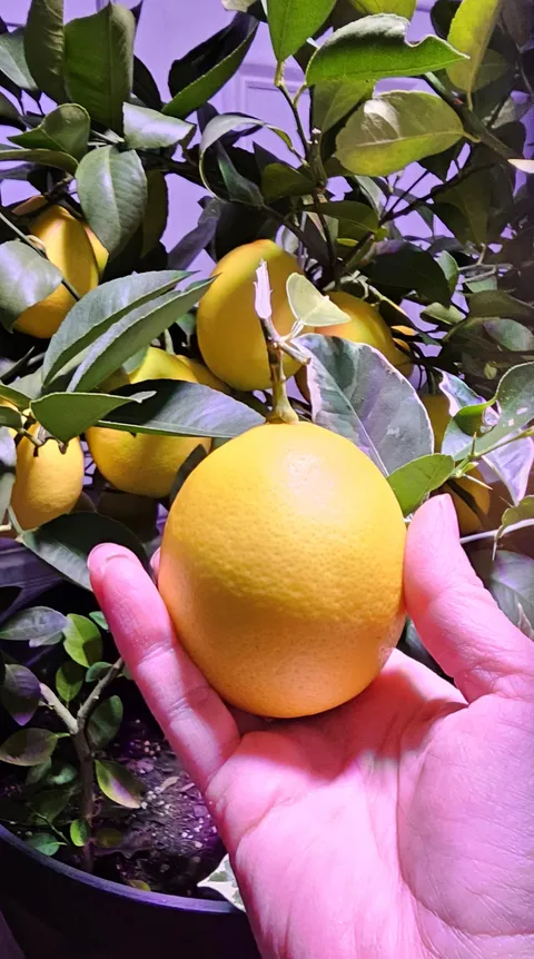 Meyer lemons 🍋 