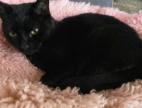 foxy is 23 and really doesn’t like anyone taking her picture.