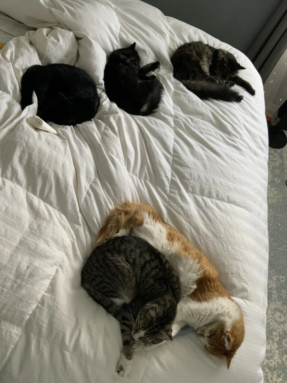 Should I get a 6th cat?