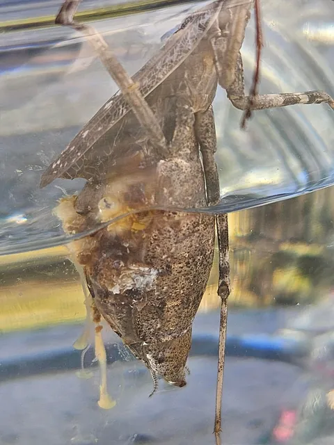 Update to the matis situation!!