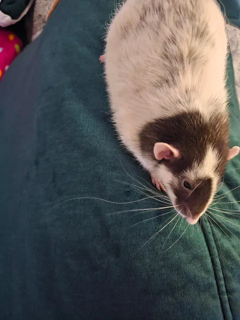 Pepe has 1 extremely long whisker