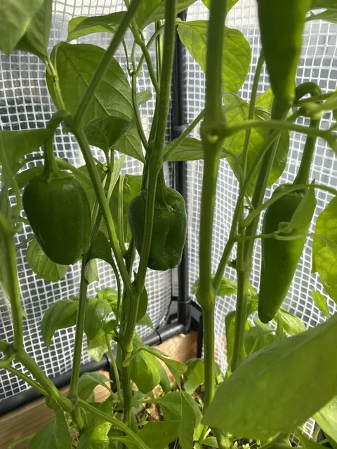 I made fajitas in June and planted bell pepper seeds from the scraps. Four months later, these lil guys are here, and I’m suddenly less depressed and happy to see them.