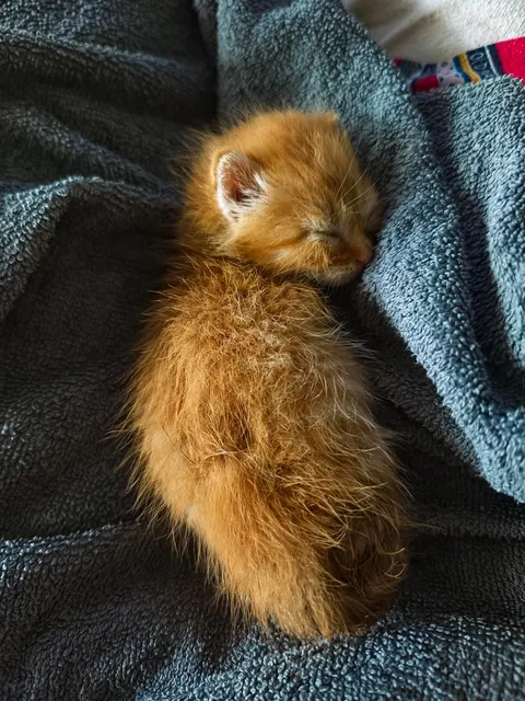 Egg, right after pooping on his sister Fried Rice's head