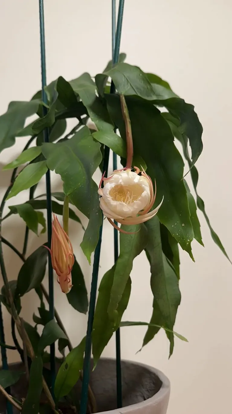 Timelapse of my Queen of the Night 👑