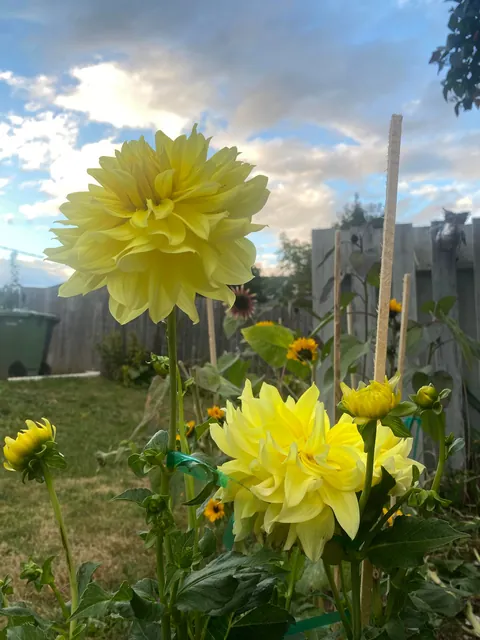 My dahlias are in full bloom