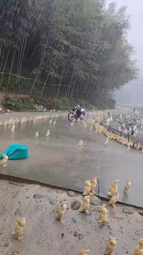 Rain Increases Endorphin Levels in Ducks, Making Them Enjoy It