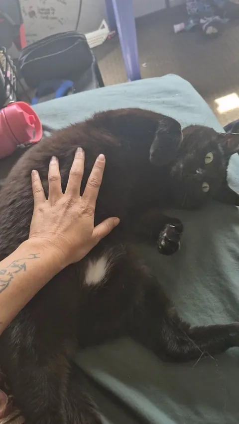 void that loves stomach pats