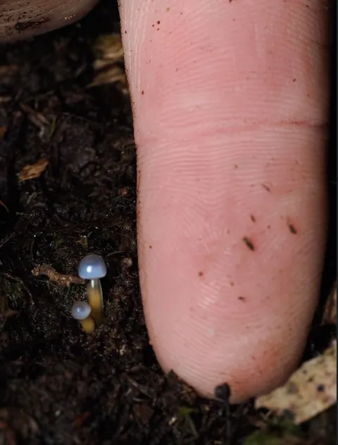 New Zealand photographer takes stunning photos of tiny mushrooms
