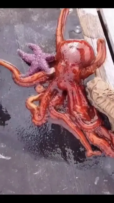 🔥Octopus flattening out to get back in the water.