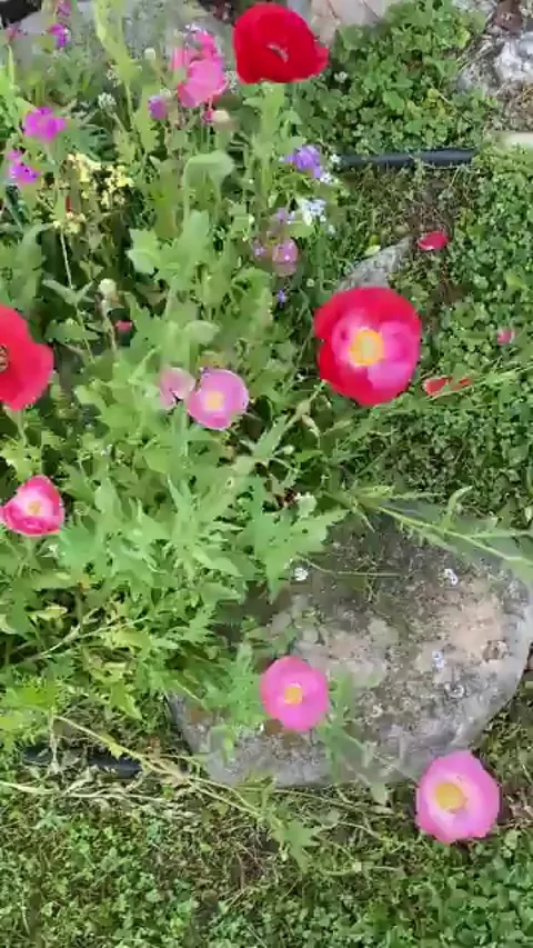 Pretty stoked w this wildflower mix 😍 💐