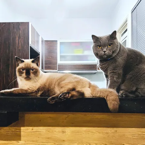 Got my cat a cat, and now I’m being judged twice as hard.