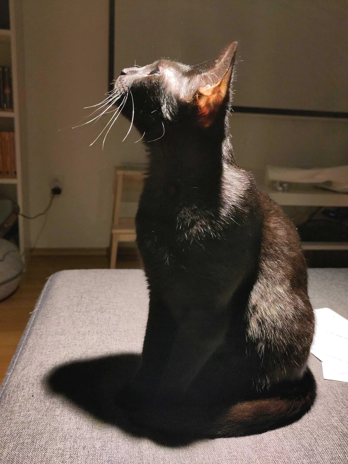 Say hello to Ripley (the only survivor of Nostromo)