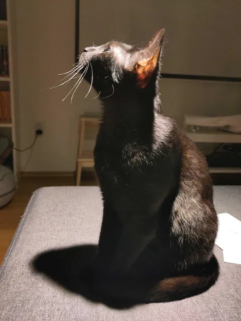 Say hello to Ripley (the only survivor of Nostromo)