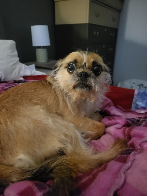 I just told Mabel about the state of the economy (OC)