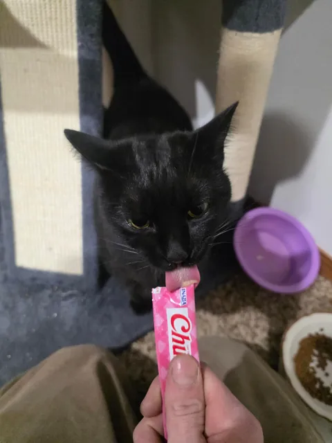 1 year with since I brought this girl home, pregnant with 5 kittens