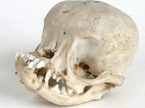 Pug skull