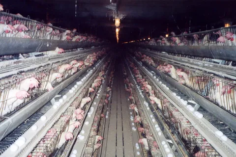 Dark hallway of caged hens in a factory farm, where ~80% of eggs come from