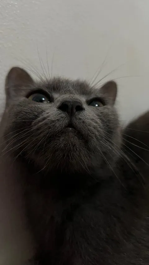 I could stare at this muffin all day long 🥹