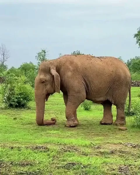 Vatsala, the world's oldest Elephant passed away at the age of over 100 years at Panna Tiger Reserve in Madhya Pradesh, India.