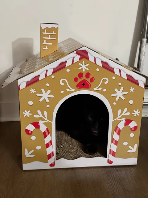 This is Sir Loin, my 16 year old cat. He looks like a blob but very much a distinguished gentleman