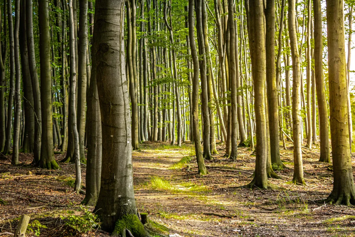 The sunset in the forest, Czech Republic (OC) 6000x4000