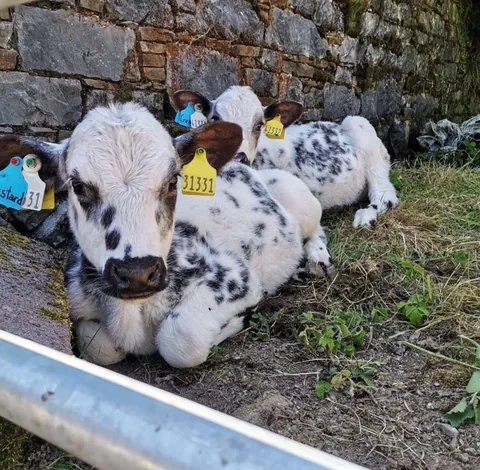 Custard and Cream. They have the same dad, the same birthday, and are besties. I don’t think they’ve ever been apart.