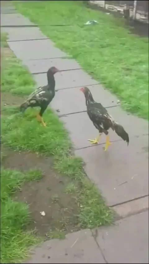 Dog stops birds from fighting.........
