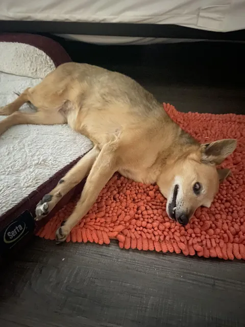 Bed too complicated. Instructions unclear.