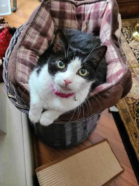 I’m saying goodbye to Pebbles tomorrow. She is still so loved.