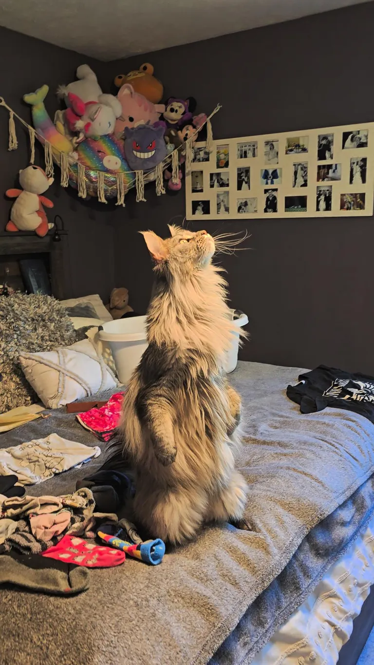 PsBattle: A large cat standing on his hind legs