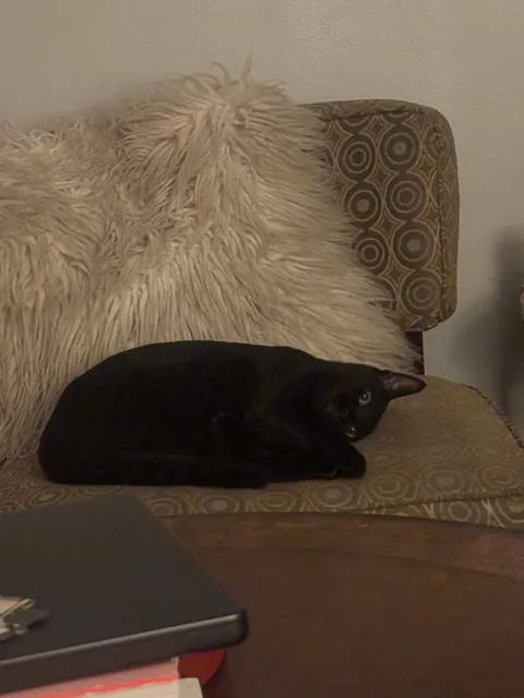 Because it’s that time of year, show me your beautiful familiars! 🖤🐈‍⬛