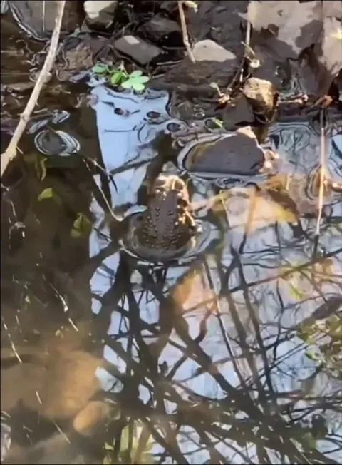 Bullfrog hitting the sweet spot