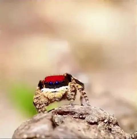 Male peacock spiders dance for females. If she doesn't like the dance, she will eat him