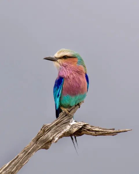 ITAP of a Lilac-breasted roller